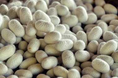 İpekböceği elyaf kumaş sanayi.