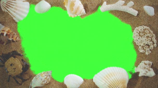Seashells e areia em uma tela verde — Vídeo de Stock