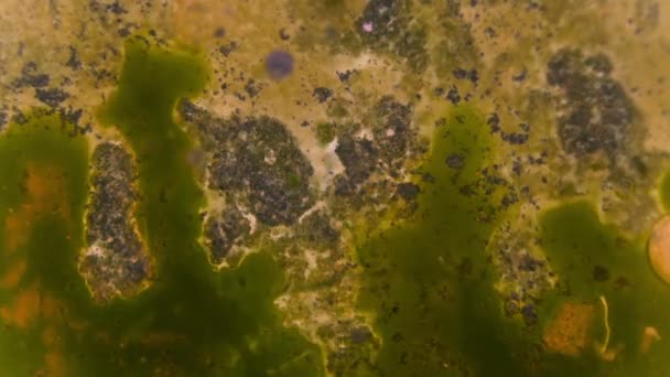 Curlicue des Peintures 