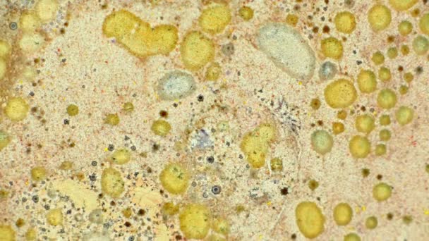 Curlicue des Peintures 