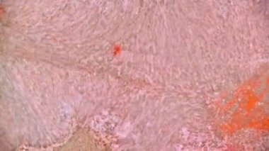 Boyalar, muhteşem Patterns.curlicue