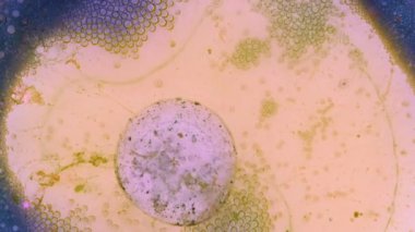 Boya yapmamı. Harika desenler