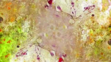 Boya yapmamı. Harika desenler