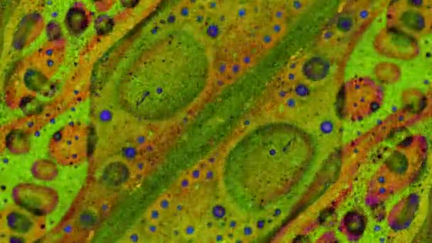 Curlicue des Peintures. Modèles fabuleux 