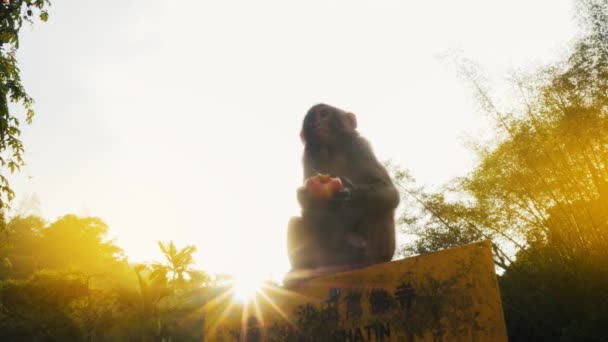 猴子坐在路标上，吃一个苹果 — 图库视频影像
