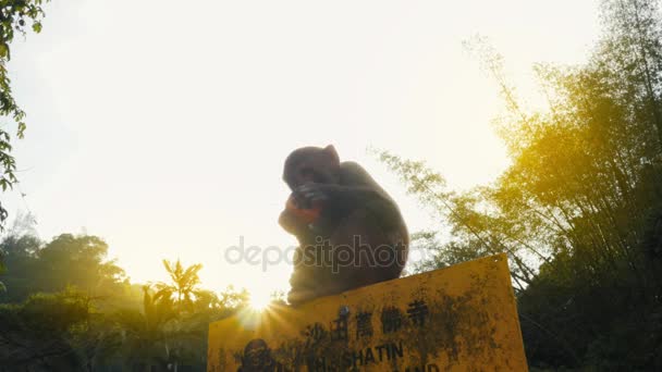 Scimmia seduto su un cartello stradale e mangiare una mela — Video Stock