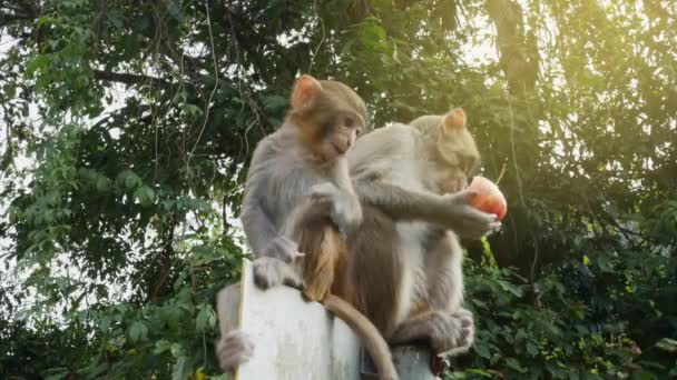 Singe assis sur un panneau de signalisation routière et manger une pomme — Video