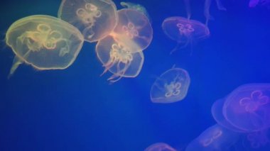 Akvaryumdaki denizanası