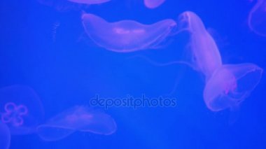 Akvaryumdaki denizanası