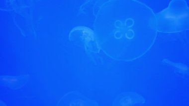 Akvaryumdaki denizanası