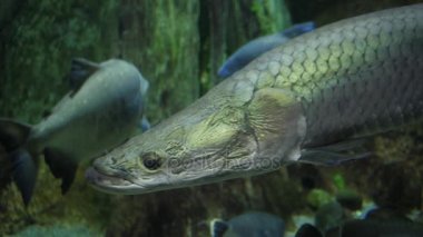 Akvaryumdaki balıklar.