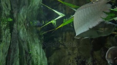 Akvaryumdaki balıklar.