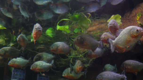 Un troupeau de Piranhas se prépare à attaquer — Video