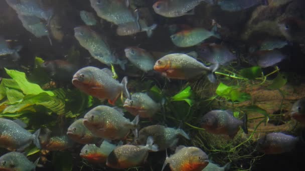 Uno stormo di Piranha si prepara ad attaccare — Video Stock