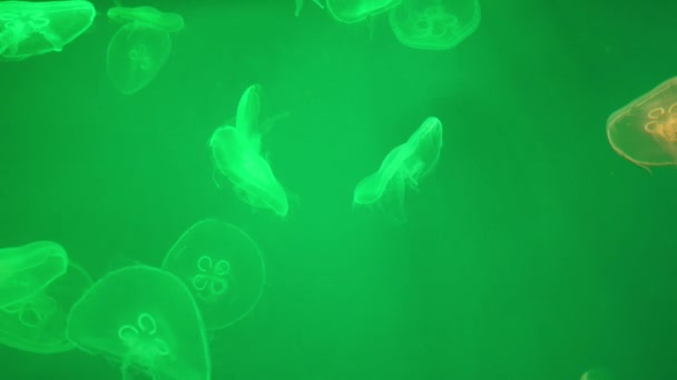 Medúzy v akváriu — Stock video