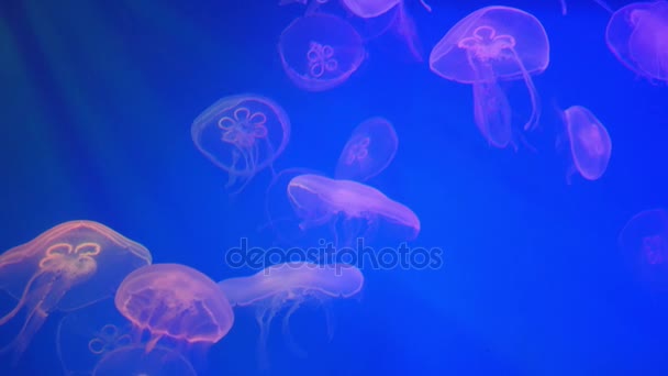 水族馆里的水母 — 图库视频影像