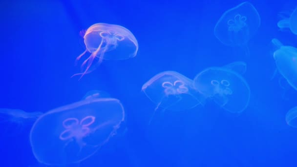 Kwallen in het aquarium — Stockvideo