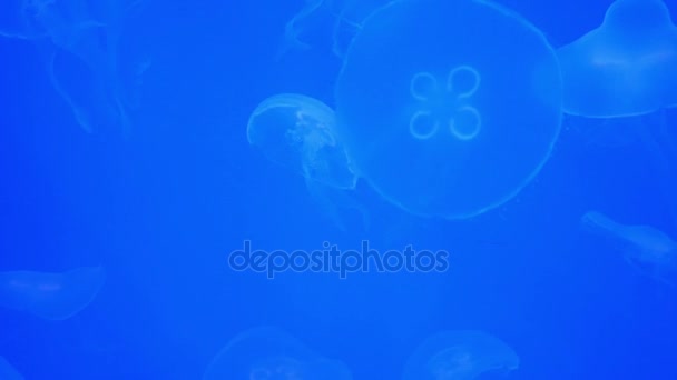 Meduse in acquario — Video Stock