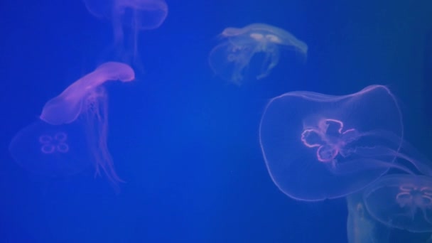 Medusas en el acuario — Vídeos de Stock