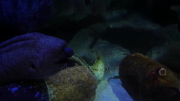 Moray anguila en el fondo del mar — Vídeo de stock