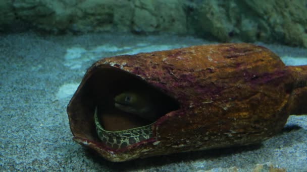 Enguia Moray no fundo do mar — Vídeo de Stock