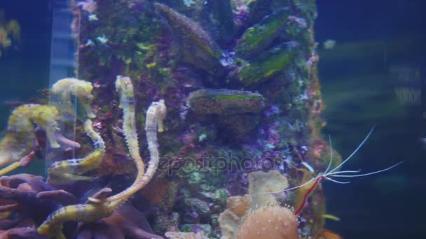 Hippocampes dans l'Aquarium 