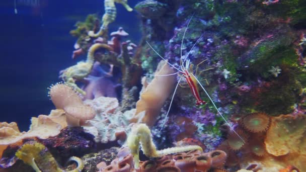 Seahorses in the Aquarium — Stock Video