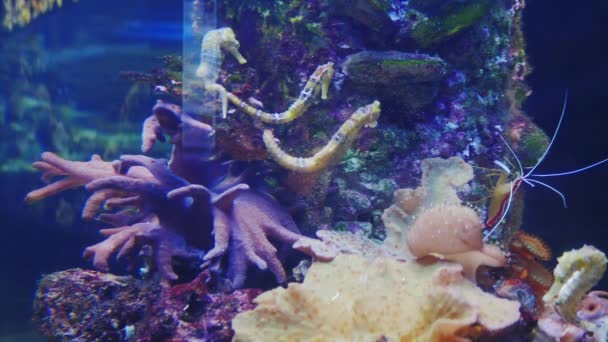 Seepferdchen im Aquarium — Stockvideo