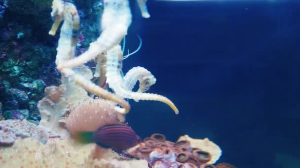 Seahorses in the Aquarium — Stock Video