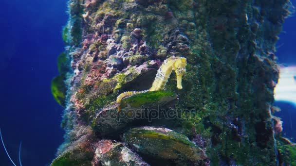 Seahorses in the Aquarium — Stock Video