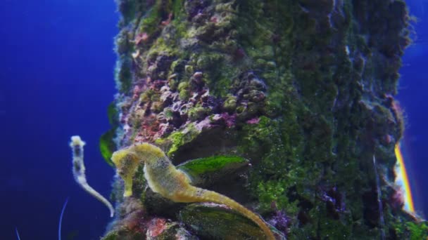 Mořští koníci v akváriu — Stock video