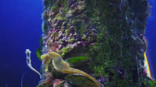 Zeepaardjes in het Aquarium — Stockvideo