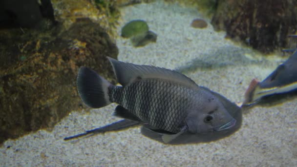 Риба в акваріумі — стокове відео