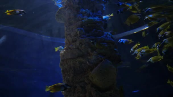 Les poissons dans l'aquarium — Video