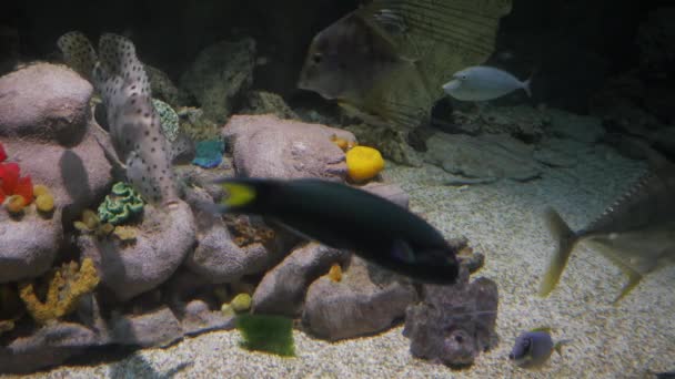 Die Fische im Aquarium — Stockvideo
