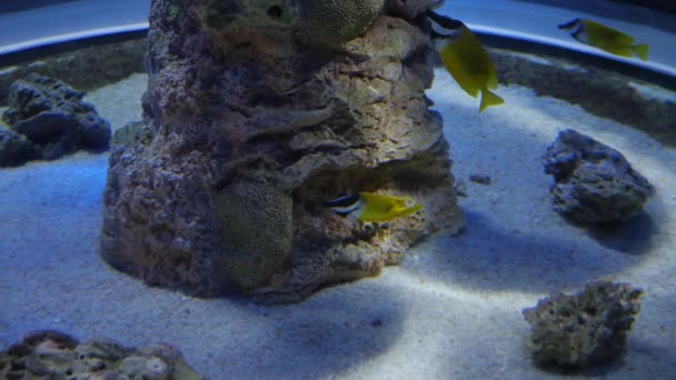 De vissen in het aquarium — Stockvideo