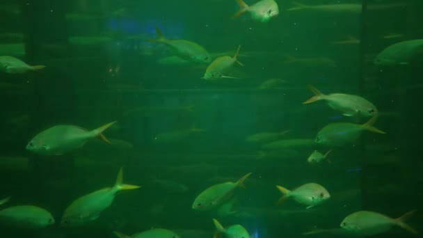 A hal az akváriumban — Stock videók