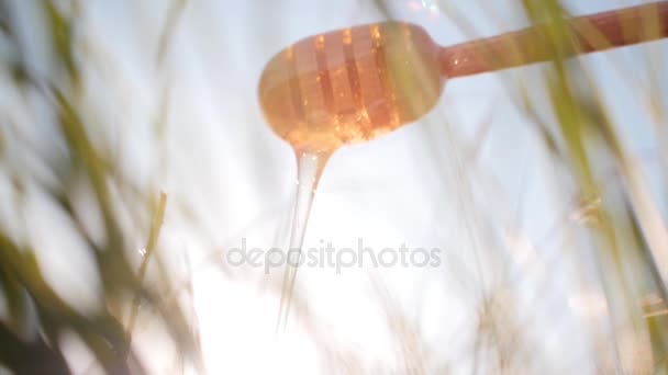Μέλι Dipper.flowing μέλι. — Αρχείο Βίντεο