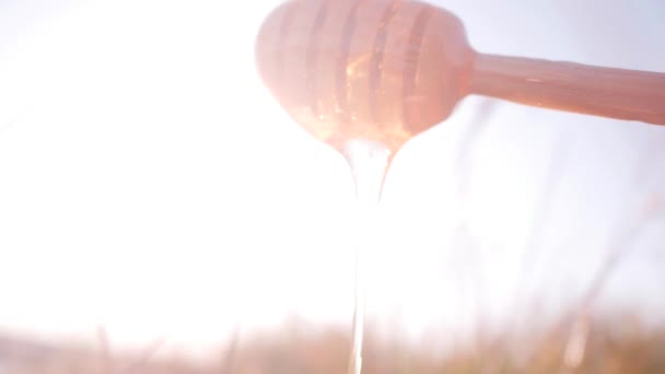 Μέλι Dipper.flowing μέλι — Αρχείο Βίντεο