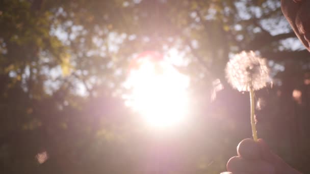 Blow Away Dandelion — Stock Video