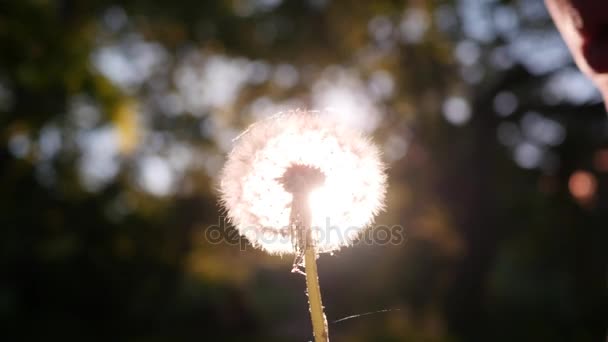 Soplar lejos diente de león — Vídeos de Stock