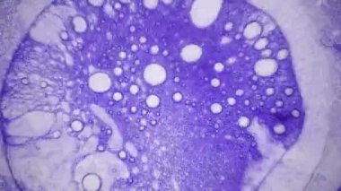 Mürekkep su soyut desenler