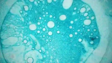 Mikroskobik görünümü mürekkep su