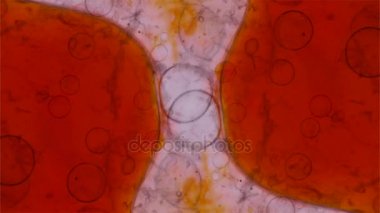 Harika desenler renkler ve boyalar