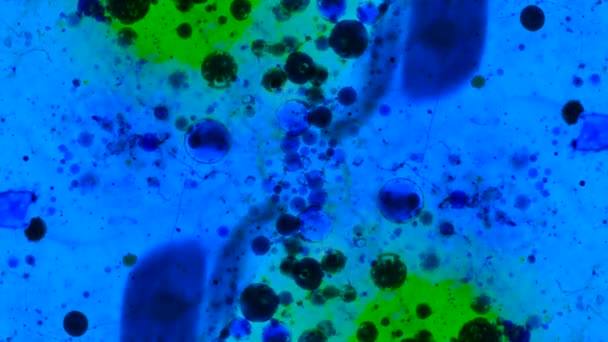 Modelli microscopici di colori e vernici — Video Stock