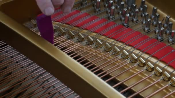 Tuning Piano. Gros plan Prise de vue du piano accordeur . — Video