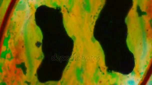 色の万華鏡 水の中のインクの抽象的なパターン 顕微鏡像 — ストック動画