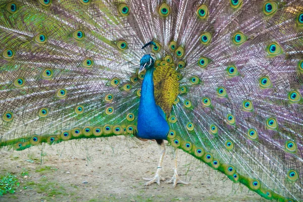 Påfågeln färgade vackra — Stockfoto