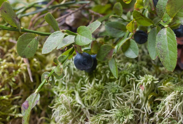 El arándano Bush sobre fondo borroso natural — Foto de Stock