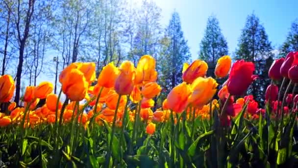 Kvetoucí růžové tulipány na hřišti — Stock video